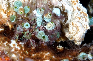 Raja Ampat 2019 - DSC06962_rc - Corallimorth decorator crab - Crabe decorateur - Cyclocoeloma tuberculata